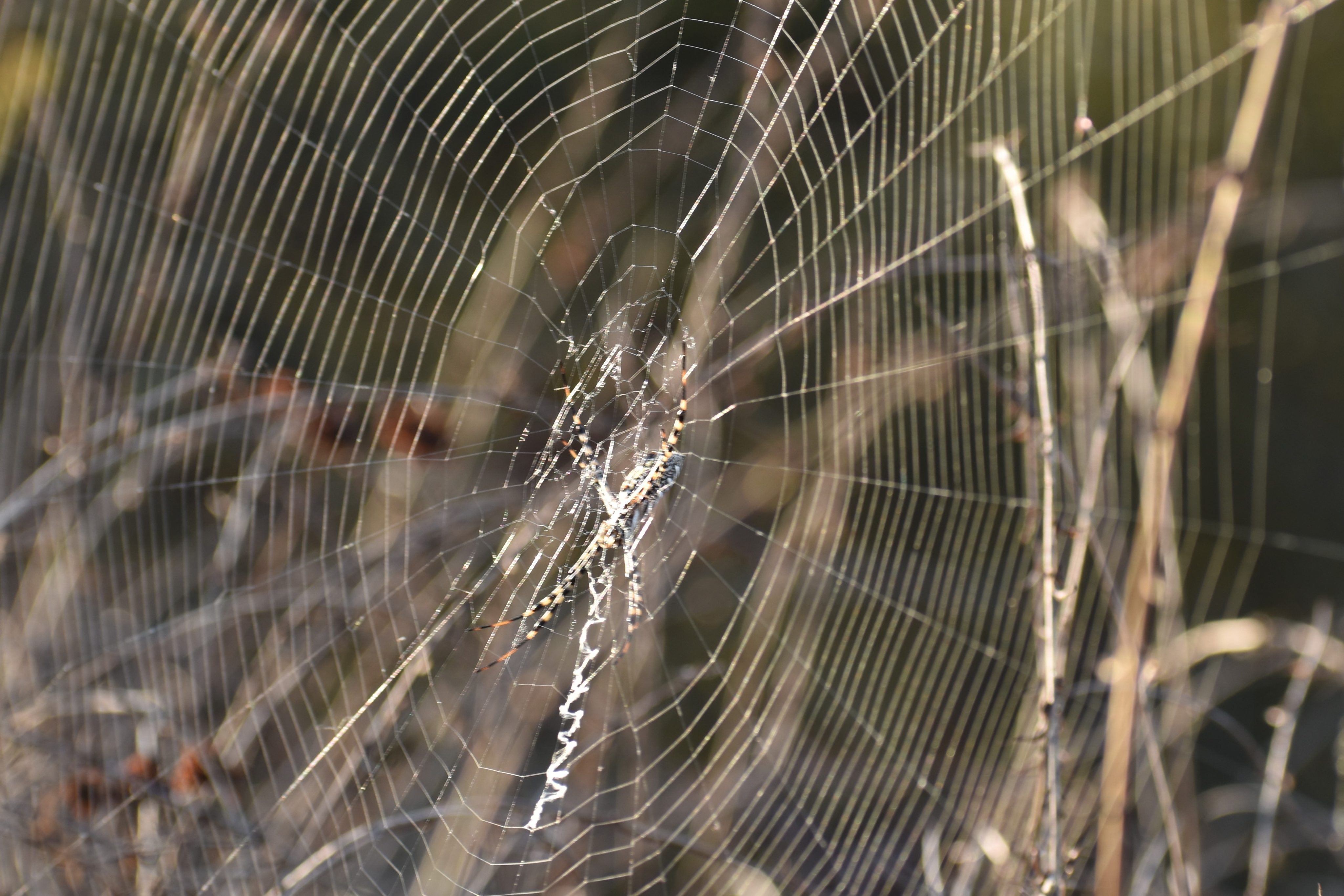Orb Weave Spider in Web