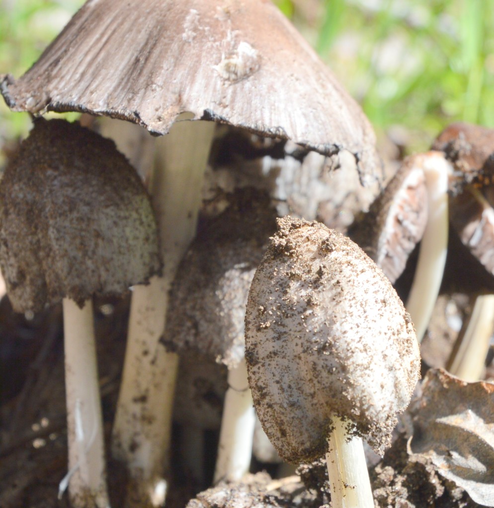 DSC_0973_Coprinus