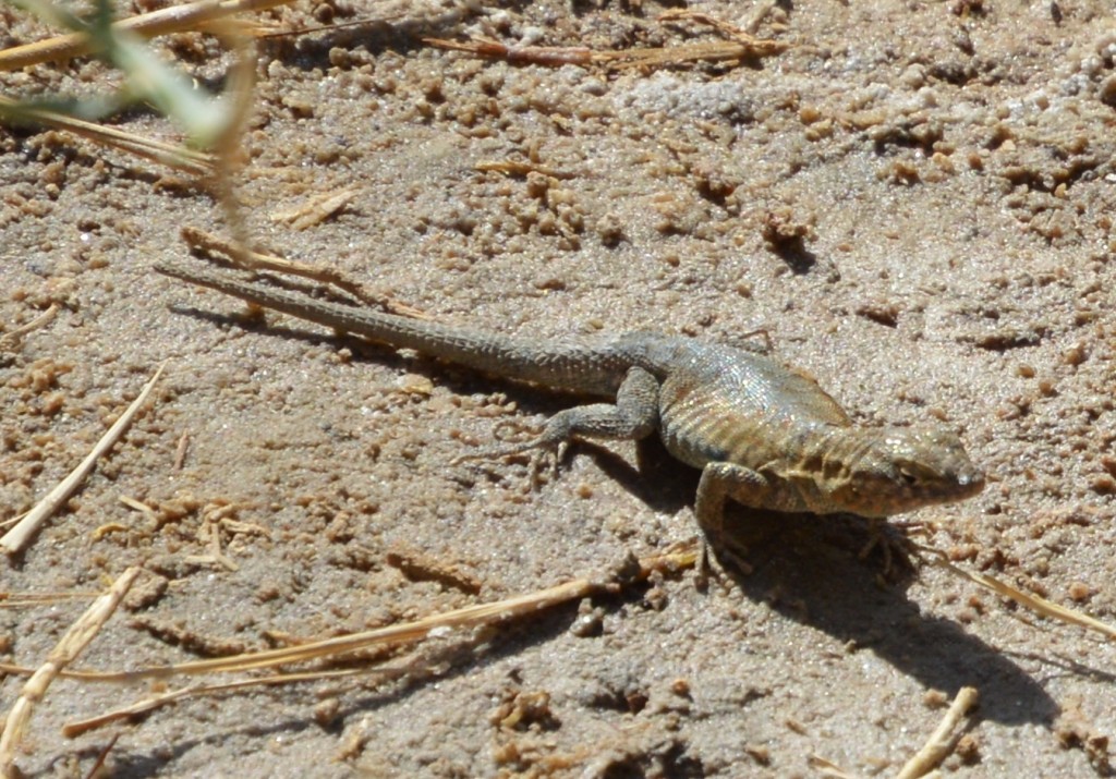 DSC_0188_Lizard