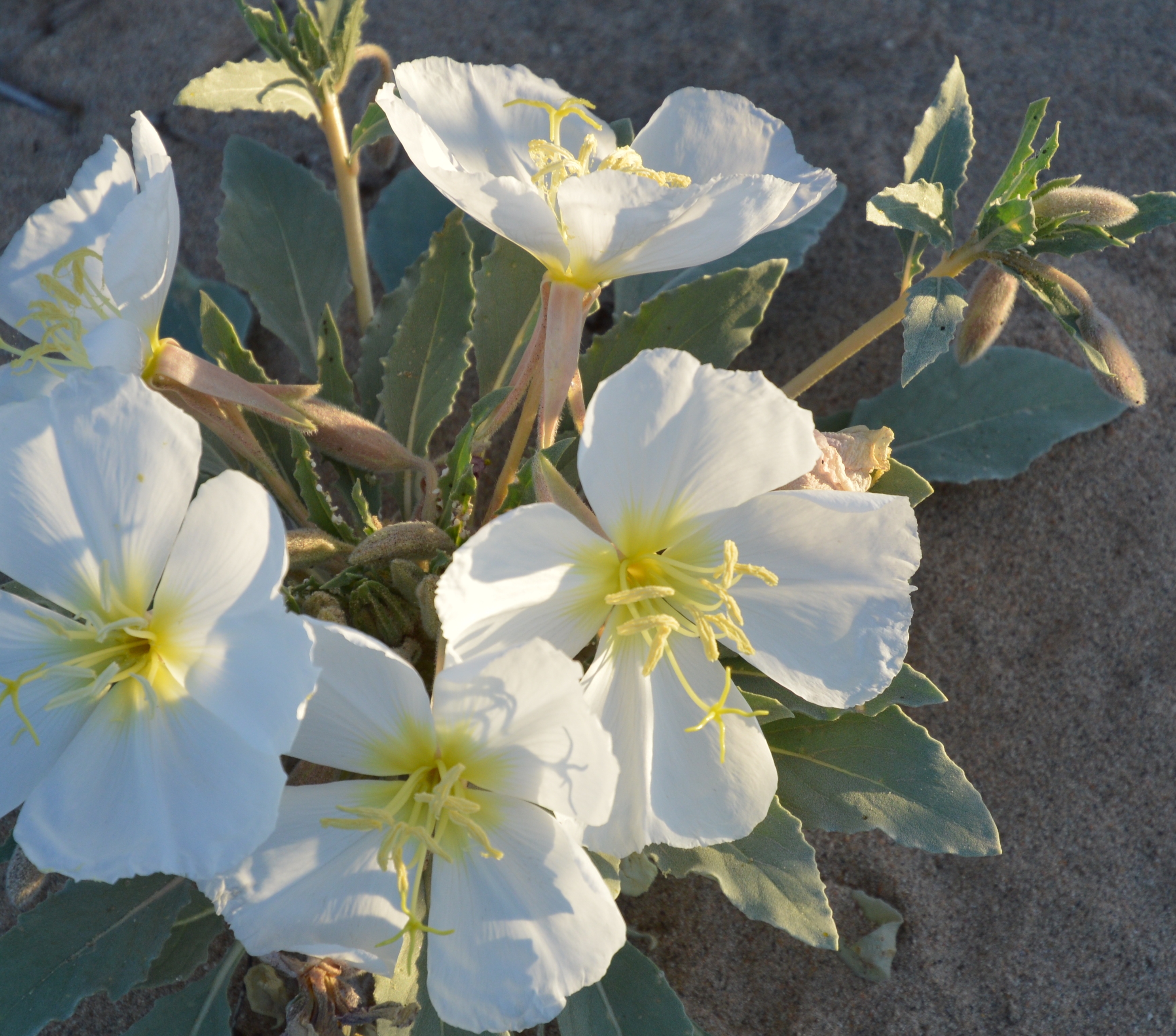 DSC_0257_PoppyCluster