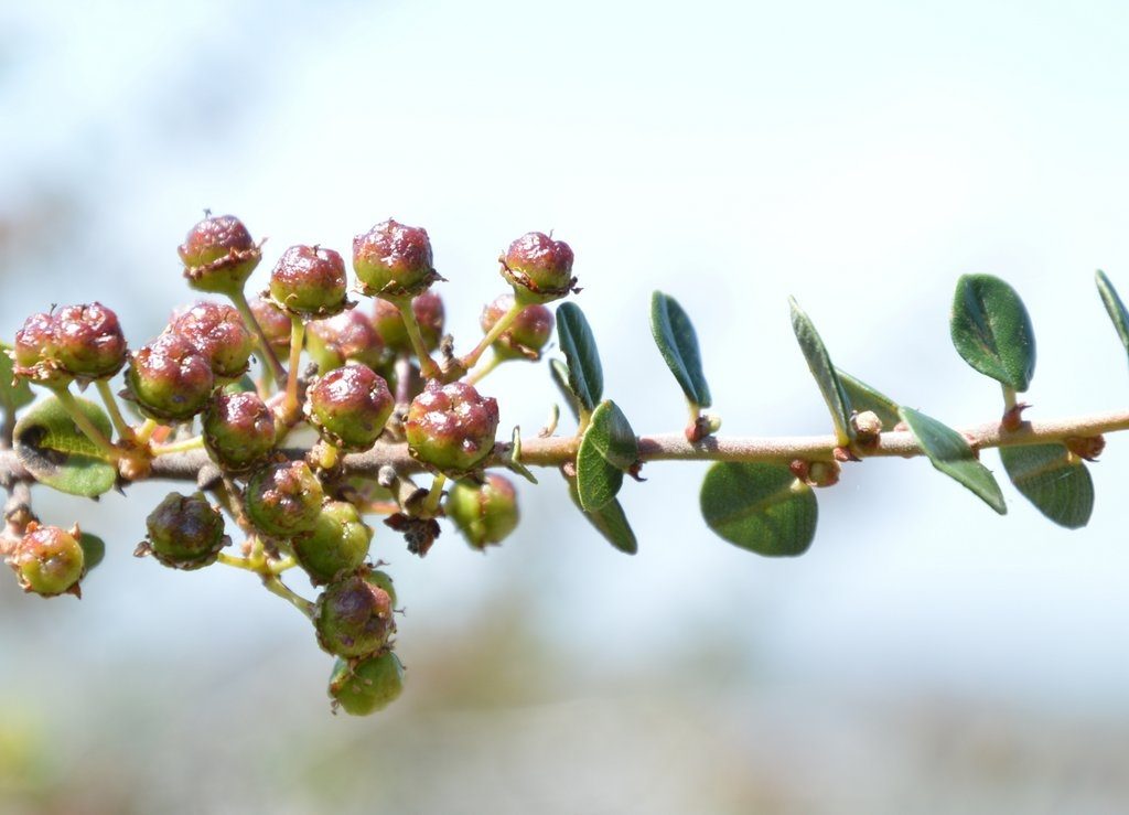 DSC_0049_Ceanothus