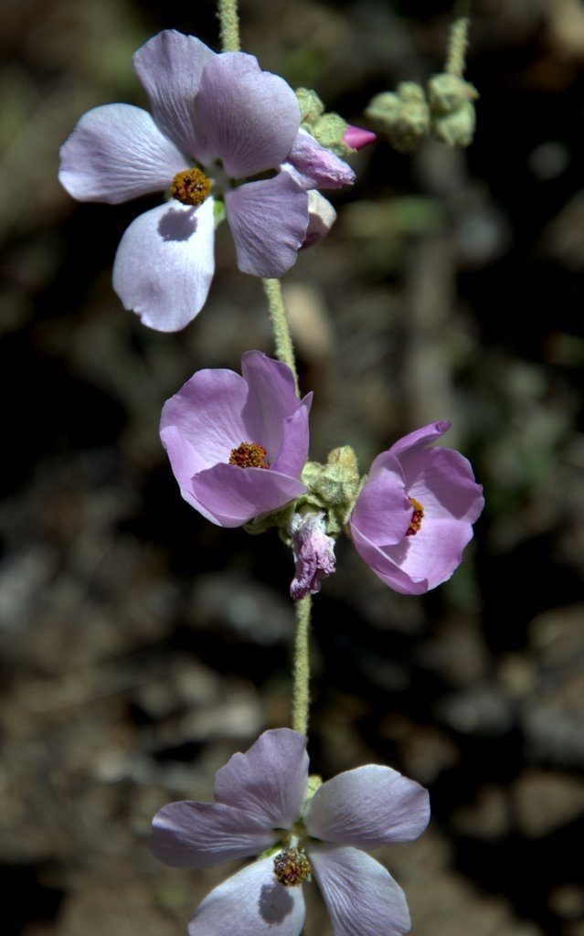 DSC_0062_Mallow