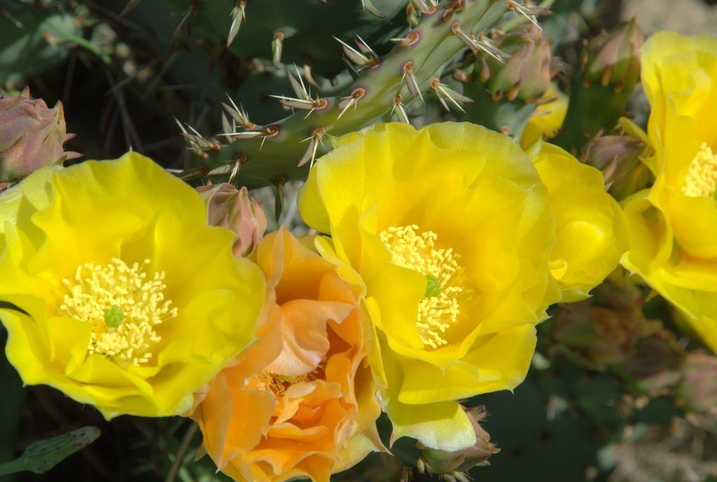 DSC_0094_PricklyPear