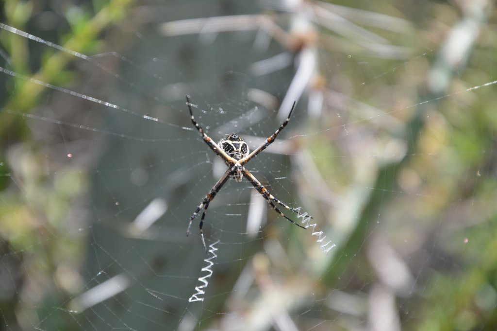 DSC_0096_OrbSpider