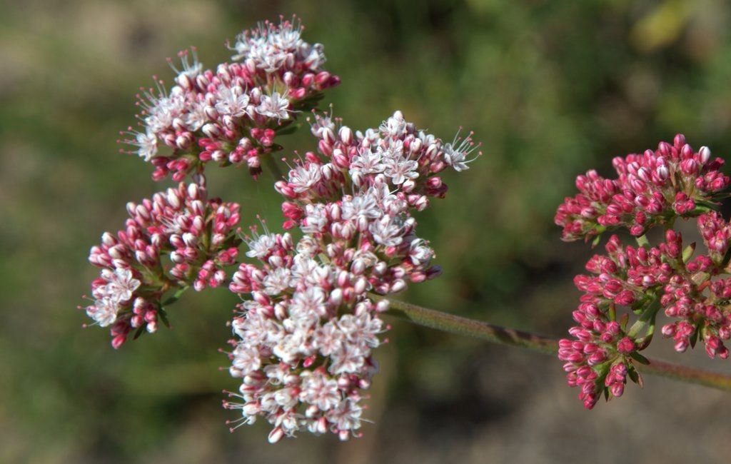 DSC_0103_Buckwheat