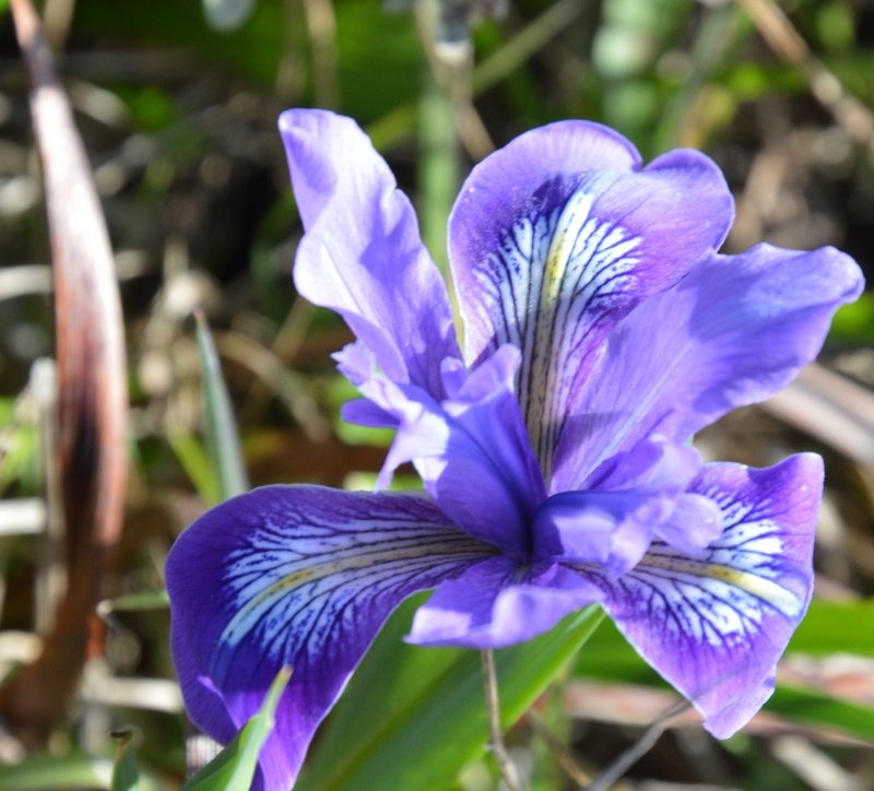 dsc_0167_iris