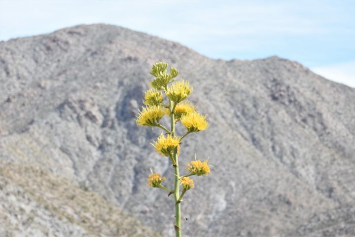 Superbloom