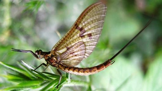 Mayfly