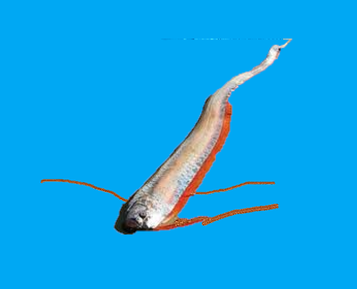 Oarfish