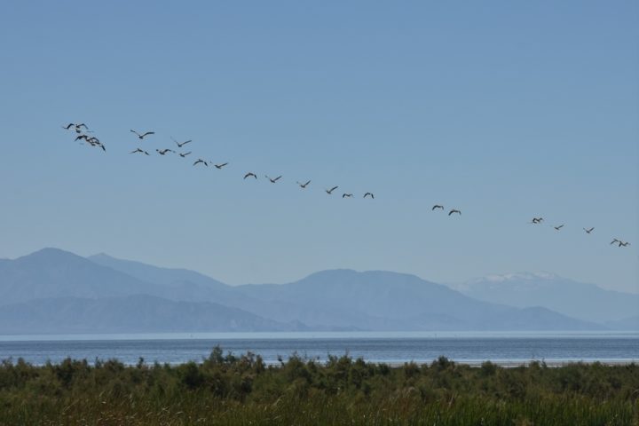 Refuge at the Salton Sea