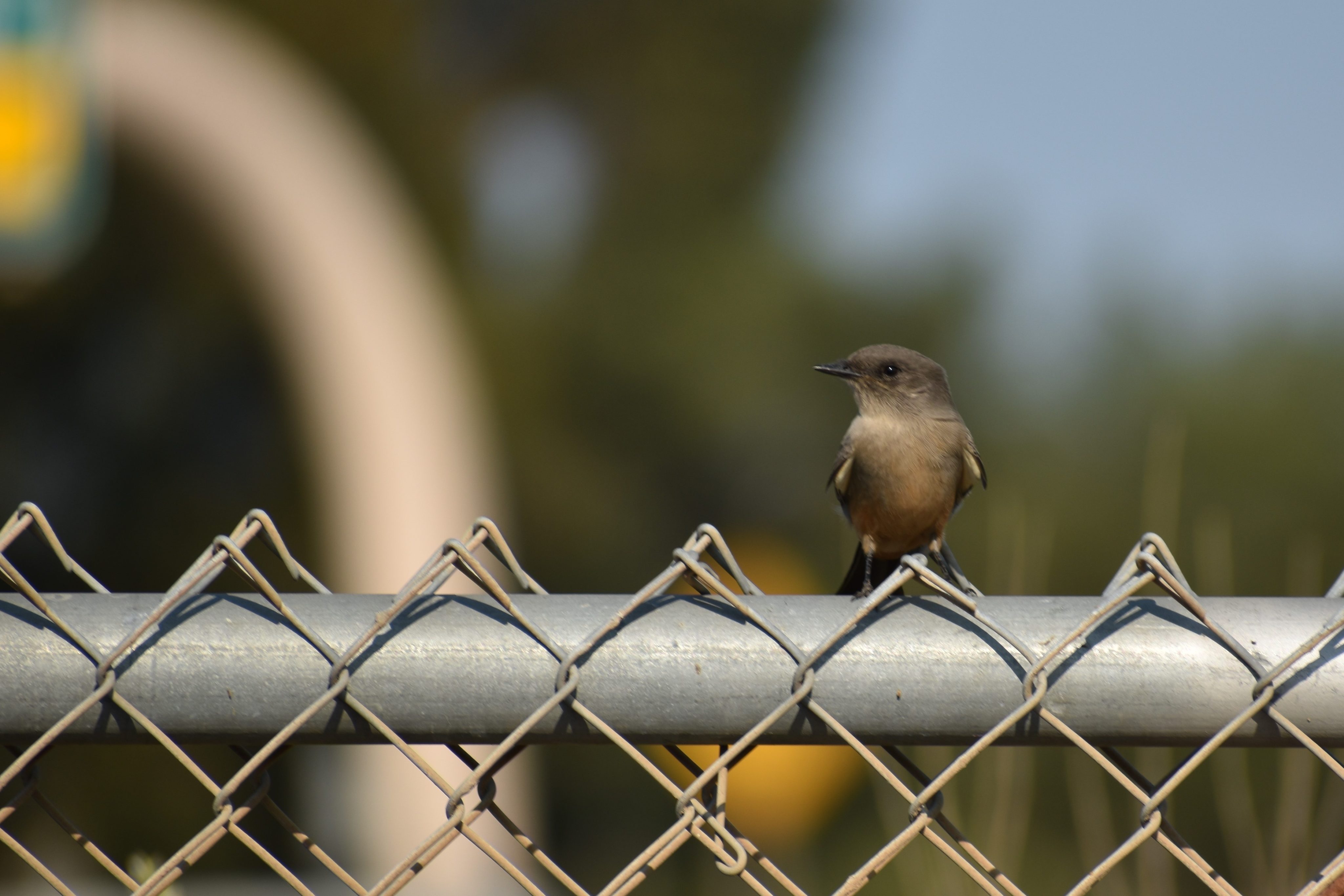 Freeway Bird