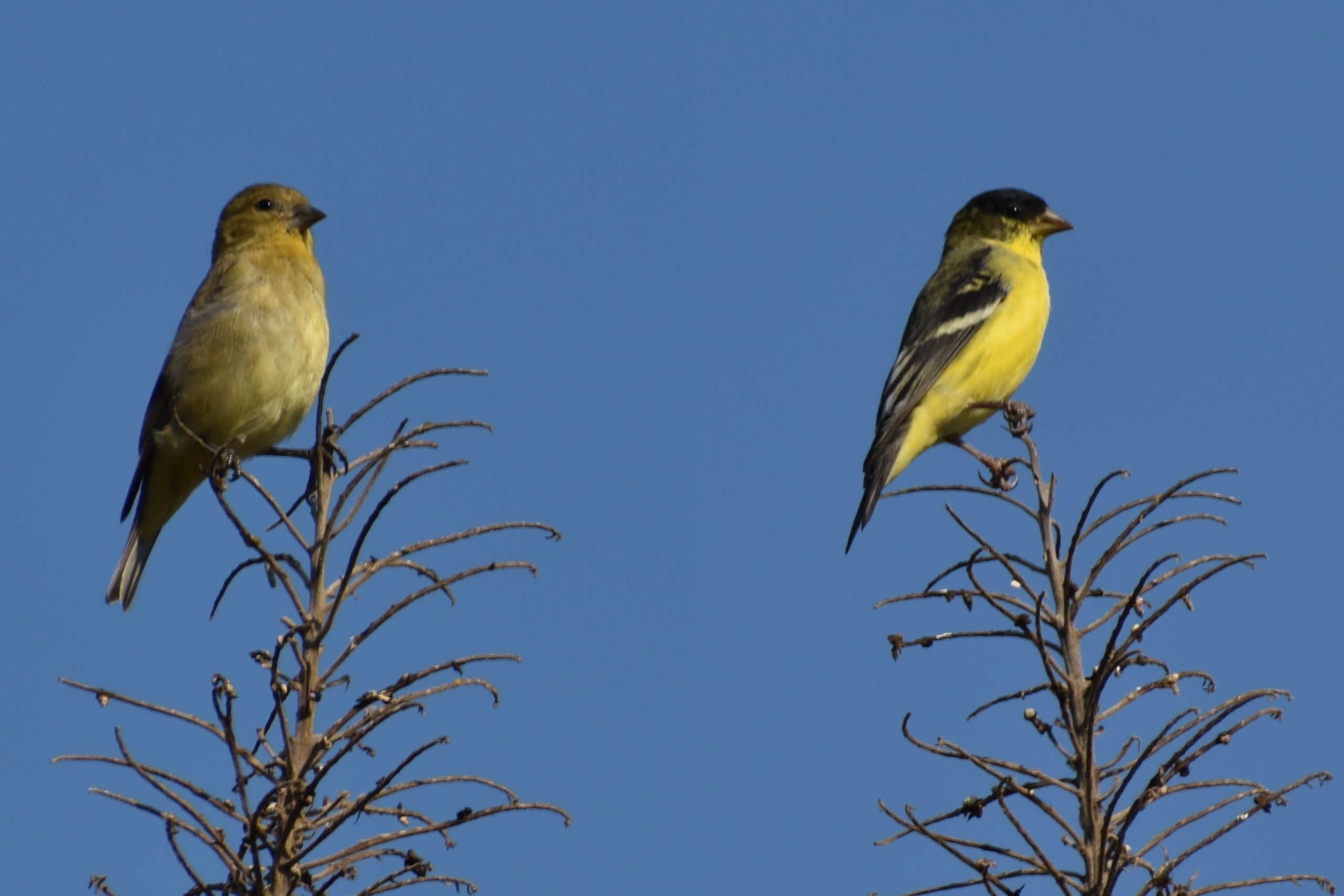 Goldfinch Pair