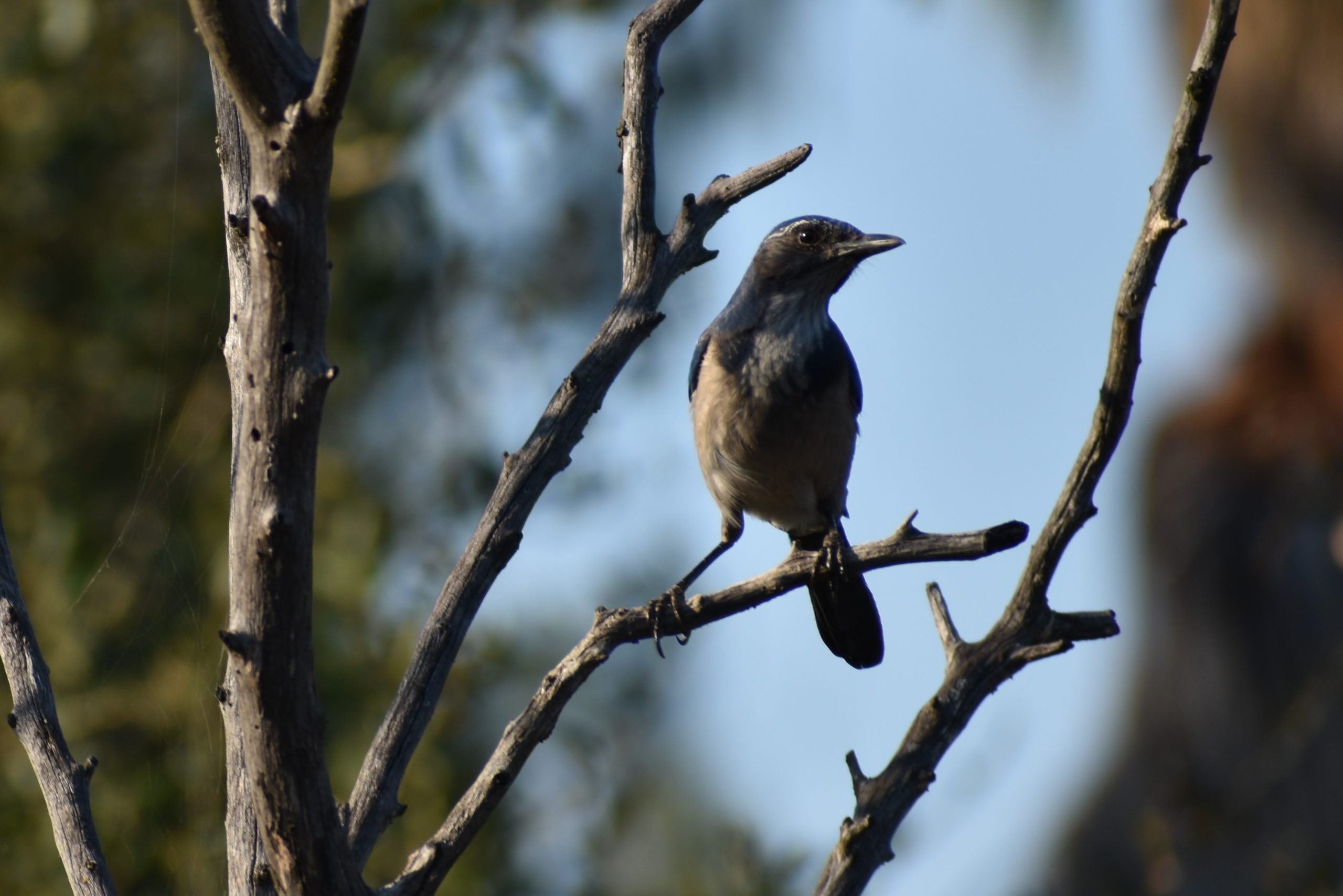 Scrub Jay