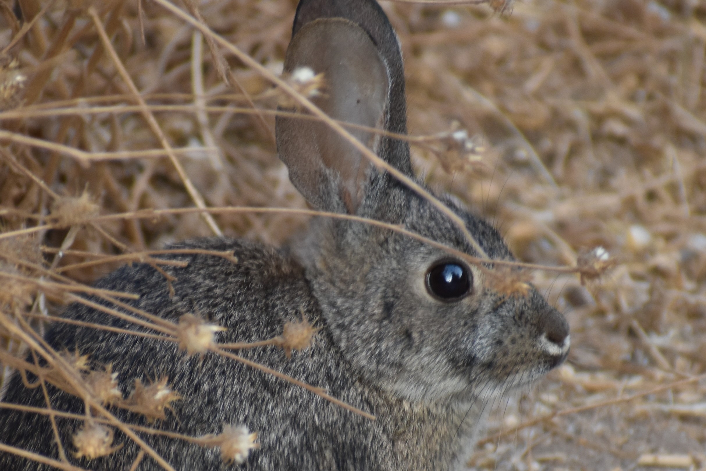 Kit Rabbit