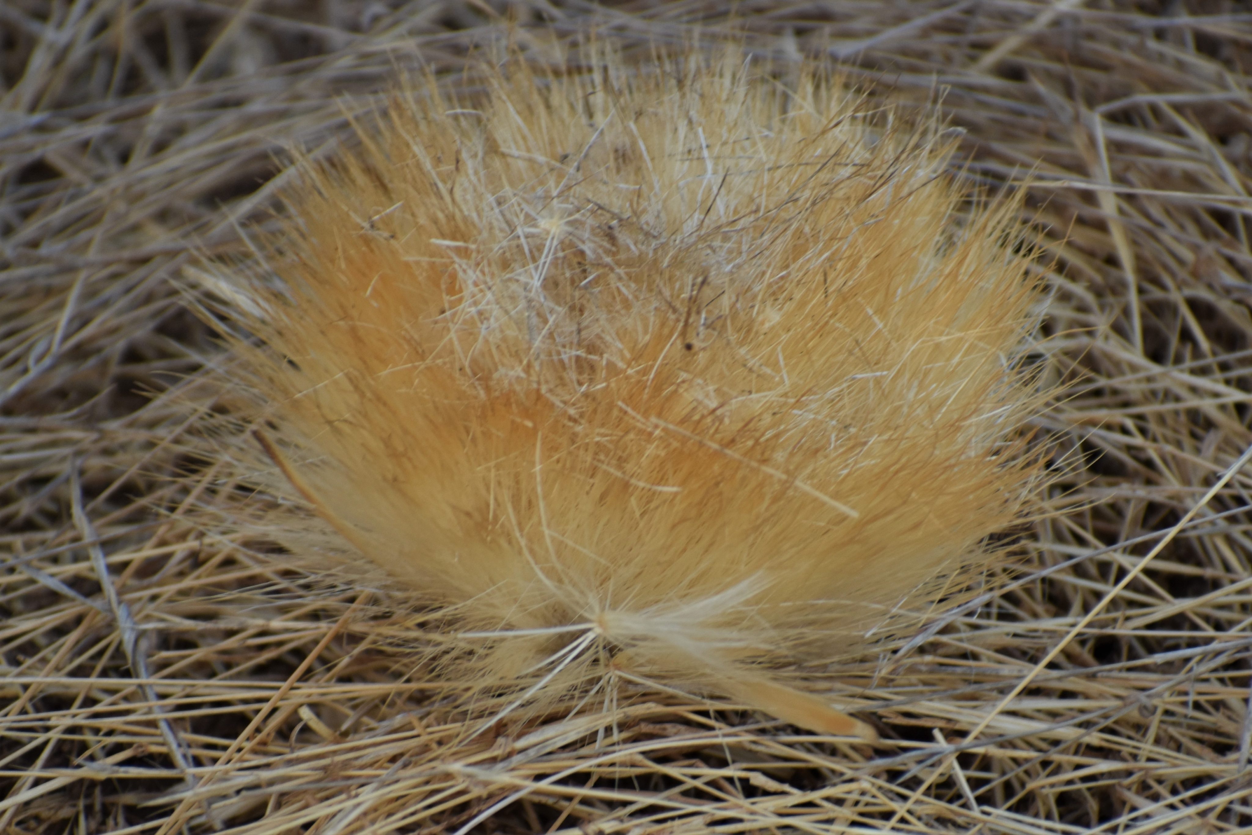 Golden Puffball