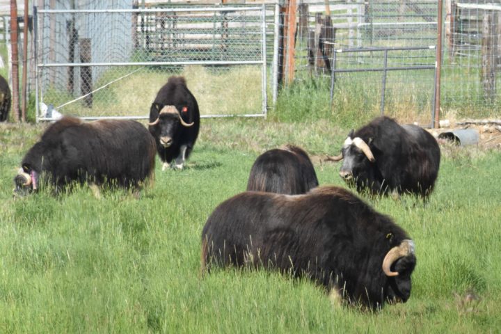 Muskoxen