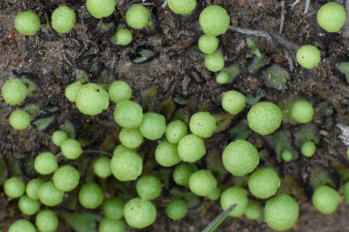 Liverwurst or Liverwort?