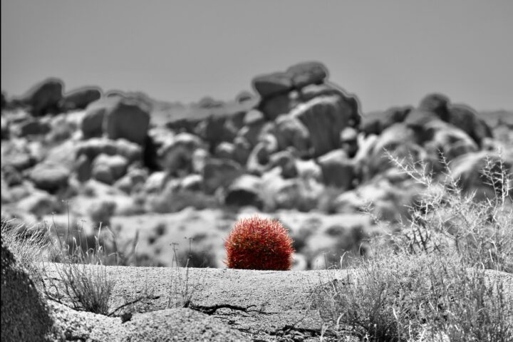 The Language of the Desert